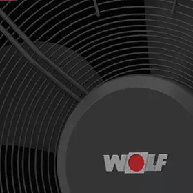 wolf